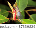 Blue-banded Scratcher Cicada, Popplepsalta aeroides 87339829