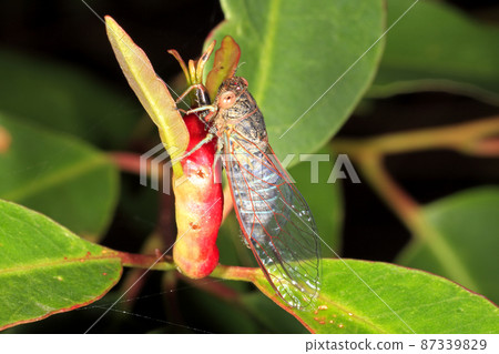 Blue-banded Scratcher Cicada, Popplepsalta aeroides 87339829