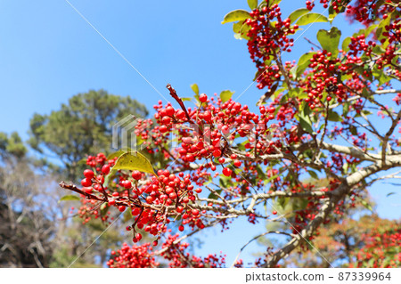 Ilex rotunda tree and blue sky 87339964