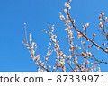 Zaronbai Ume no Hana 87339971