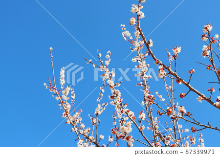 Zaronbai Ume no Hana Zaronbai Ume no Hana 87339971
