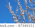 Zaronbai Ume no Hana 87340151
