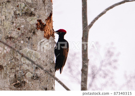 A male black woodpecker looking for food by poking a tree in Hokkaido in winter 87340315