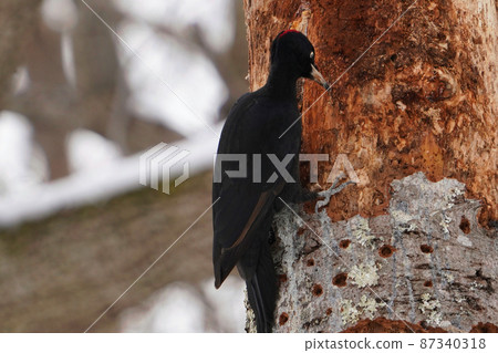 Black woodpecker female who came to look for food in Hokkaido in winter Black woodpecker female who came to look for food in Hokkaido in winter 87340318