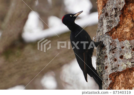 Black woodpecker female who came to look for food in Hokkaido in winter Black woodpecker female who came to look for food in Hokkaido in winter 87340319