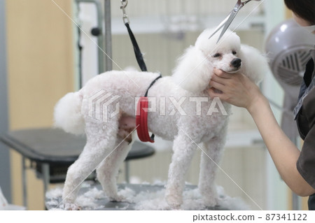Leon, a pet dog toy poodle who has been trimmed cutely by Trimmer's daughter, is 14 years old ♡ 87341122