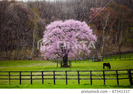 Cherry blossoms blooming on the ranch Cherry blossoms blooming on the ranch 87341337