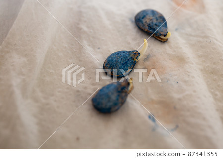 做菜園用的幼苗,生根迷你南瓜 做菜園用的幼苗,生根迷你南瓜 87341355