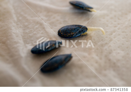製作用於菜園的幼苗，西葫蘆的生根 87341358
