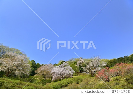 越越町五大仙辻公園的野櫻花和杜鵑花 87341768