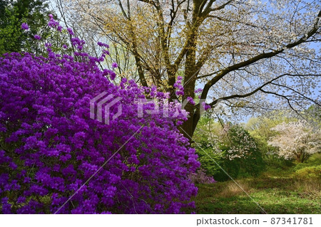 Yamazakura and Mitsubatsuji in Godaisontsuji Park, Ogose Town 87341781
