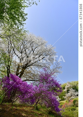 越越町五大仙辻公園的山櫻和三辻寺 87341808