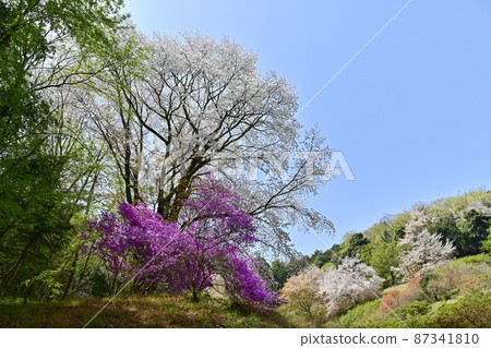 越越町五大仙辻公園的山櫻和三辻寺 87341810