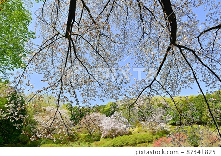 越越町五大松辻公園的野櫻 越越町五大松辻公園的野櫻 87341825