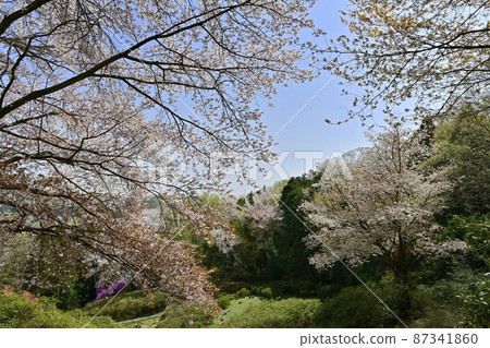 Wild cherry tree in Godaisontsuji Park, Ogose Town Wild cherry tree in Godaisontsuji Park, Ogose Town 87341860