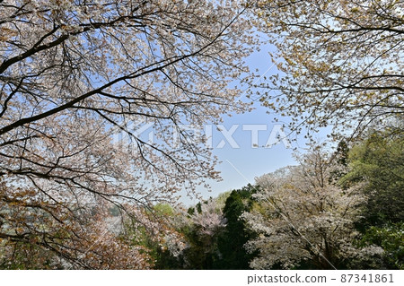 Wild cherry tree in Godaisontsuji Park, Ogose Town Wild cherry tree in Godaisontsuji Park, Ogose Town 87341861