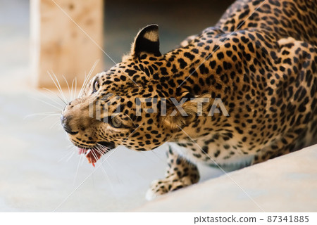 Leopard pantera padus kotiya in the rock Leopard pantera padus kotiya in the rock 87341885