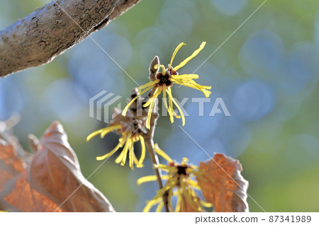Kyoto Botanical Gardens Hamamelis mollis, Kyoto City 87341989