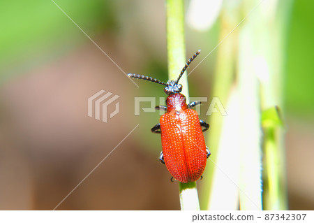 黃葉甲蟲 87342307