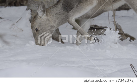 Yezo deer scratching the snow Yezo deer scratching the snow 87342372