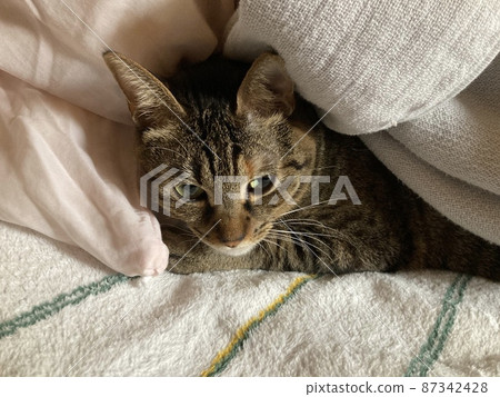 It's a cat of Kijitora wrapped in a blanket. 87342428