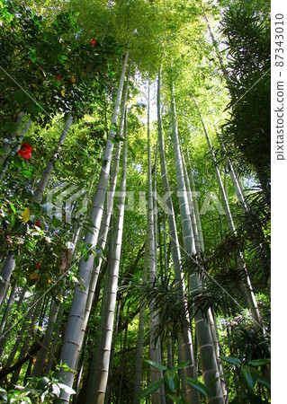  Bamboo grove 87343010