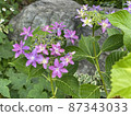 Hydrangea and rocks 87343033