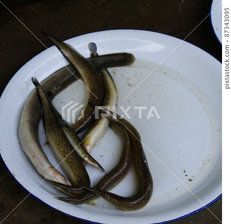 Lamprey fishes on the plate at the market of Mandalay Myanmar 87343095