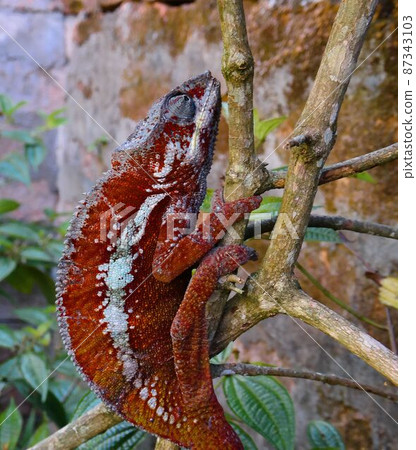portrait of panther chameleon aka Furcifer pardalis in Andasibe-Mantadia National Park, Madagascar 87343103