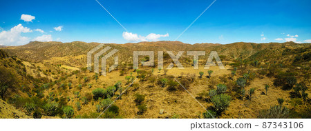 Landscape of Filfil national park with Euphorbia candelabrum succulent plants , Eritrea Landscape of Filfil national park with Euphorbia candelabrum succulent plants , Eritrea 87343106