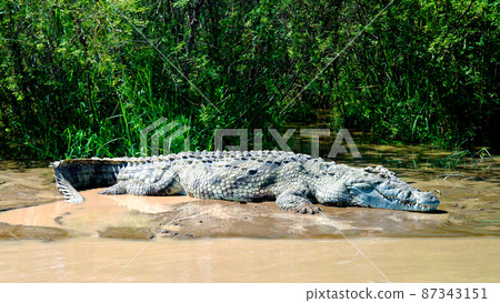 The Nile crocodile in Chamo lake, Nechisar national park, Ethiopia 87343151