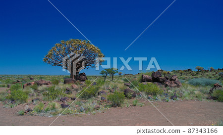 Quiver tree or kokerboom forest and giants sports ground near Keetmanshoop, Namibia Quiver tree or kokerboom forest and giants sports ground near Keetmanshoop, Namibia 87343166