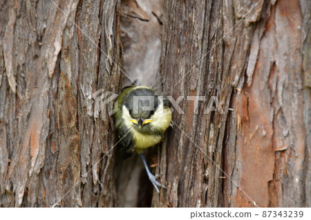 Great tit chick out of the nest front Great tit chick out of the nest front 87343239
