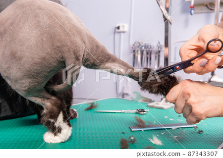 Cat grooming in pet beauty salon. Cat grooming in pet beauty salon. 87343307