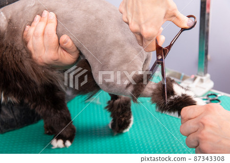Cat grooming in pet beauty salon. Cat grooming in pet beauty salon. 87343308