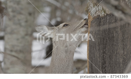 Yezo deer biting the bark of the winter forest Yezo deer biting the bark of the winter forest 87343369