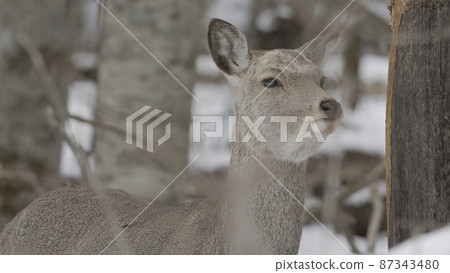 葉佐鹿咬著冬天森林的樹皮 87343480