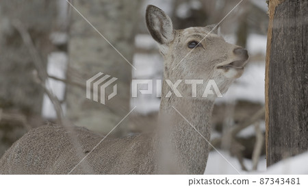 葉佐鹿咬著冬天森林的樹皮 87343481
