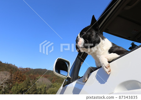 Mighty-kun, my dog Boston Terrier, looking at the scenery from the window during a fun drive Mighty-kun, my dog Boston Terrier, looking at the scenery from the window during a fun drive 87343835