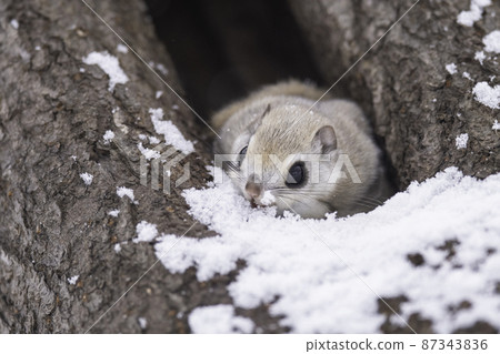 Ezomomonga eating snow Ezomomonga eating snow 87343836