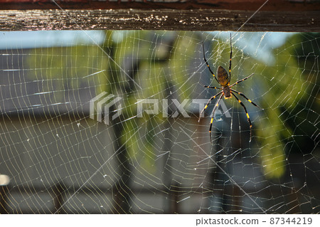 Joro spider and beautiful spider web cool insect stock photos 87344219