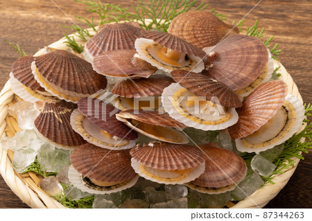 Scallops of scallops 87344263