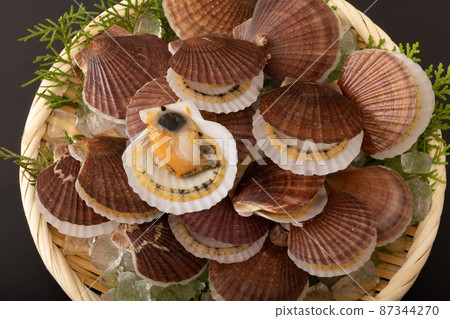 Scallops of scallops 87344270