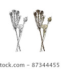 Cut illustration of dried flowers 87344455