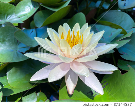 Lotus flower (Lotus or Nelumbo) Lotus flower (Lotus or Nelumbo) 87344587