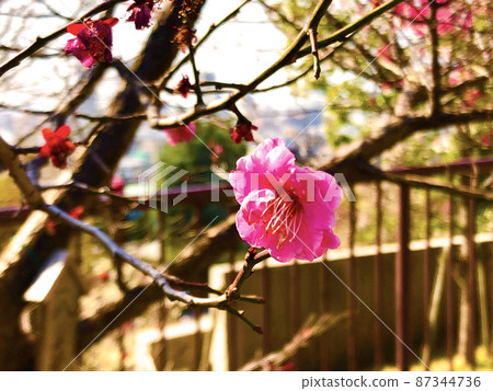 梅林梅花 梅林梅花 87344736