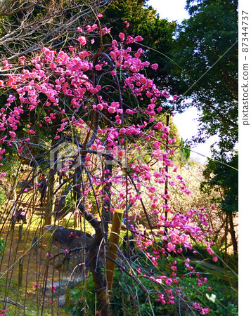 梅林梅樹 梅林梅樹 87344737