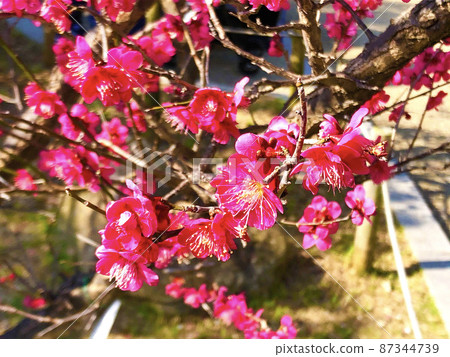 梅花 梅花 87344739