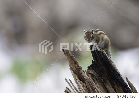站在樹上的花栗鼠 87345456