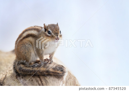 站在樹上的花栗鼠 87345520